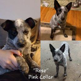 Australian Cattle Dog Puppies from Piney River Cattle Dogs