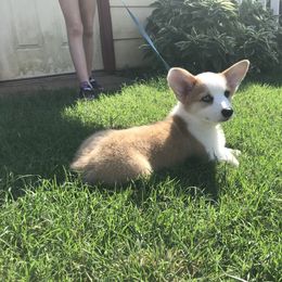 Golden Retriever and Pembroke Welsh Corgi Puppies from Shire Springs Kennels
