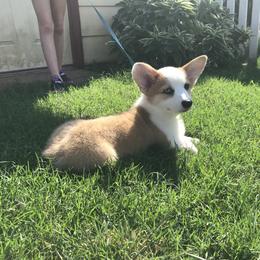 Golden Retriever and Pembroke Welsh Corgi Puppies from Shire Springs Kennels