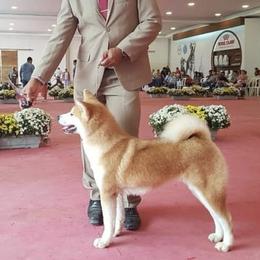 Japanese Akitainus from Winmont Akitas