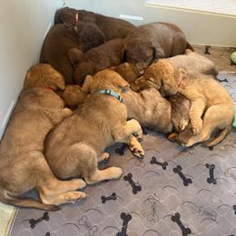 Chesapeake Bay Retriever Puppies from Ghost Dog Chesapeakes
