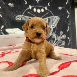 Red - Red  female Goldendoodle puppy in Shingle Springs, California from Creamy Retrievers