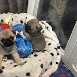 Charlie-Ray - Fawn male Pug puppy in Summerville, Georgia from Pearly’s Pugs & Pollywog Poodles