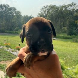 Austin - Fawn male Boxer puppy in Jamesville, New York from Reynolds Homestead Boxers