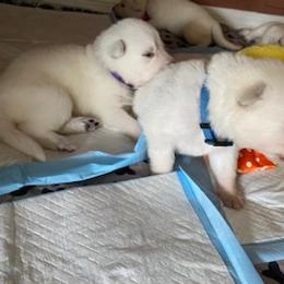 Boy 2 - White male German Shepherd puppy in Santa Rosa Valley, California from Diamond White German Shepherds