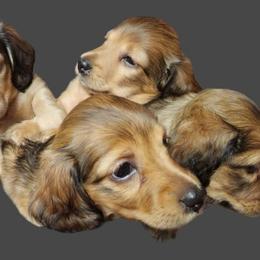 Dachshund Puppies from Happy Tails Doxie's
