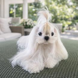 Falco - Maltese