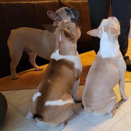 French Bulldogs from A Cozy Kennel
