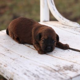 Jade - Red female Whoodle puppy in West Bend, Iowa from Blue Skies Terriers