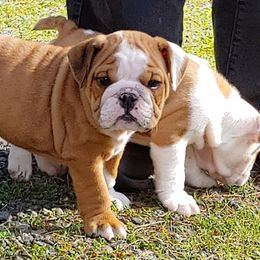 Bulldogs and Pugs from Pugs a