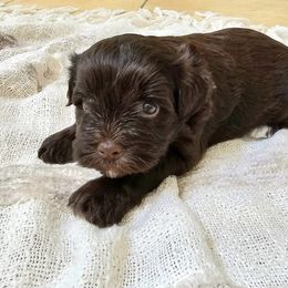 Miniature Schnauzer Puppies from Allen Fam Mini Schnauzers