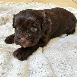Miniature Schnauzer Puppies from Allen Fam Mini Schnauzers