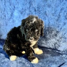 Sterling - Black and white male Bernedoodle puppy in Battle Creek, Michigan from T-Rose’s Bernedoodle & Pomsky Puppies