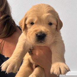 1st pick boy - Golden male Golden Retriever puppy in Fresno, California from Warwick’s Central California Goldens