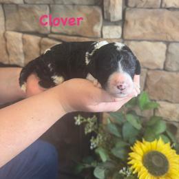 Clover - Black female Goldendoodle puppy in Sanderson, Florida from Serenity Goldendoodles