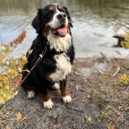 Bernese Mountain Dog All Grown Up from Acorn Hill Bernese