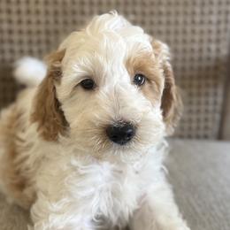 Reserve Little Scoop 4 (M) - Red  male Goldendoodle puppy in Modesto, California from Central Valley Canine Companions