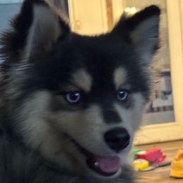 Draco - Pomsky