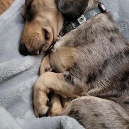 Dachshund Puppies from GypsyDox