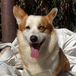 Calli - Pembroke Welsh Corgi