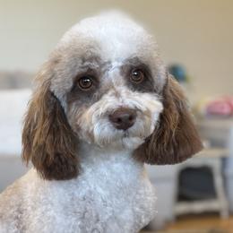 Australian Labradoodles, Goldendoodles, and Poodles from Leila Pearson