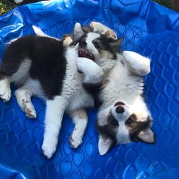 Icelandic Sheepdog Puppies from Kessel Run Icelandic Sheepdogs