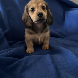 Salt - Cream male Dachshund puppy in Alabaster, Alabama from Doxies of Olympus