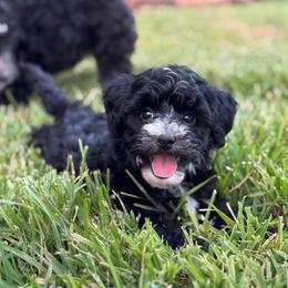 Aurora - Black and white female Sheepadoodle puppy in Wharton, Texas from Little Fur Friends