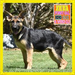 ZETA - Black and red female German Shepherd puppy in Murrieta, California from Diamond Oaks German Shepherds