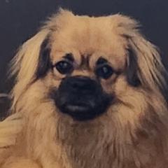 Fosse - Tibetan Spaniel