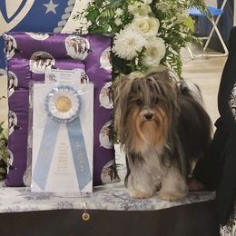 STING - Biewer Terrier