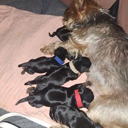 Yorkshire Terrier puppies from Lynn's Yorkshire Terriers