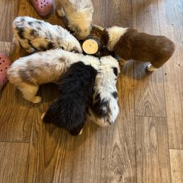 Girl 3 - Blue merle female Australian Shepherd puppy in Dayton, Ohio from Willowlake Australian Shepherds