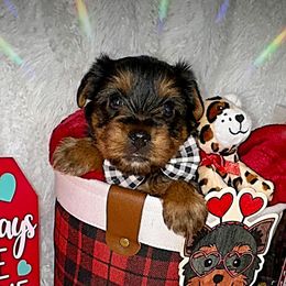 Shorkies and Yorkshire Terriers from Amanda's Yorkies and Shorkies