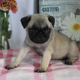 Shana - Fawn female Pug puppy in Morton, Illinois from Dream on puppies