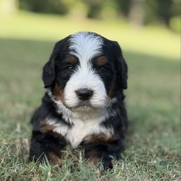 Jack Skellington - Tri-color male Bernedoodle puppy in Valrico, Florida from Shadow Kennels