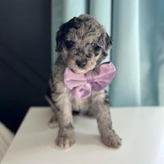 Satin - White and blue merle female Bordoodle puppy in Valley Center, California from Circle R Valley Bordoodls