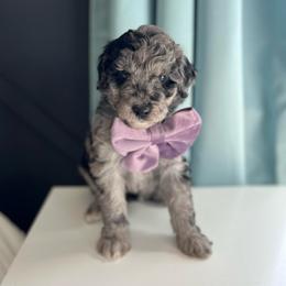 Satin - White and blue merle female Bordoodle puppy in Valley Center, California from Circle R Valley Bordoodls