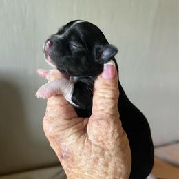 Stars - Black and tan male Chihuahua puppy in Tecumseh, Oklahoma from Callie’s Happy Chihuahuas, Callie’s Happy Treasures LLC