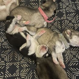 Siberian Husky Puppies from Alexandra's Siberian Huskies
