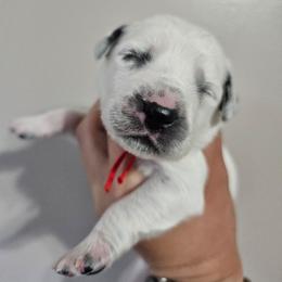 Beanie Baby - White and black male Dalmatian puppy in Gray, Georgia from Fuller Spots