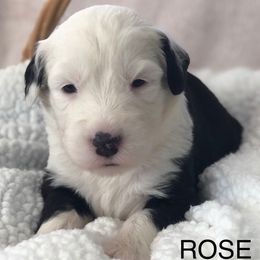 Rose - Blue gray and white female Old English Sheepdog puppy in Baltimore, Maryland from Misty Blue’s Old English Sheepdogs