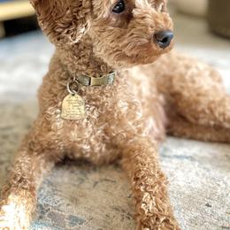 Goldendoodles from Magic Valley Family Doodles