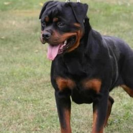 Brussels Griffons, Pugs, and Rottweilers from Copper Ridge Kennel