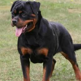 Brussels Griffons, Pugs, and Rottweilers from Copper Ridge Kennel
