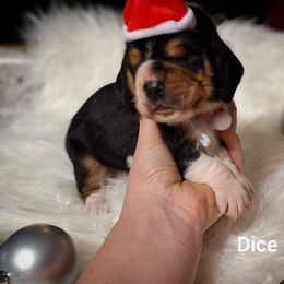 Dice - Black brown and white male Basset Hound puppy in Mack's Creek, Missouri from Mack's Creek Basset Hounds