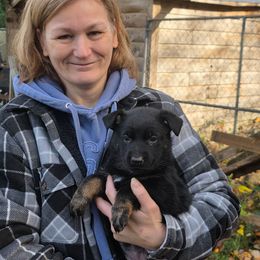 Red - Bi-color female German Shepherd puppy in Roy, Washington from Diwaids Working German Shepherd Dogs