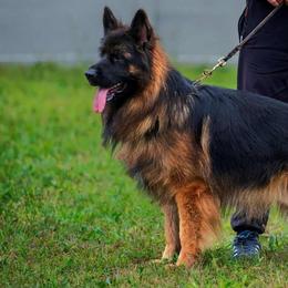 Rio - German Shepherd