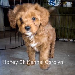 Carolyn - Red female Cavapoo puppy in Maple Grove, Minnesota from Honey Bit Kennels
