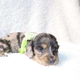 Grimm - 2450 - Dapple male Dachshund puppy in Sonora, Kentucky from Maple Hill Miniature Dachshunds